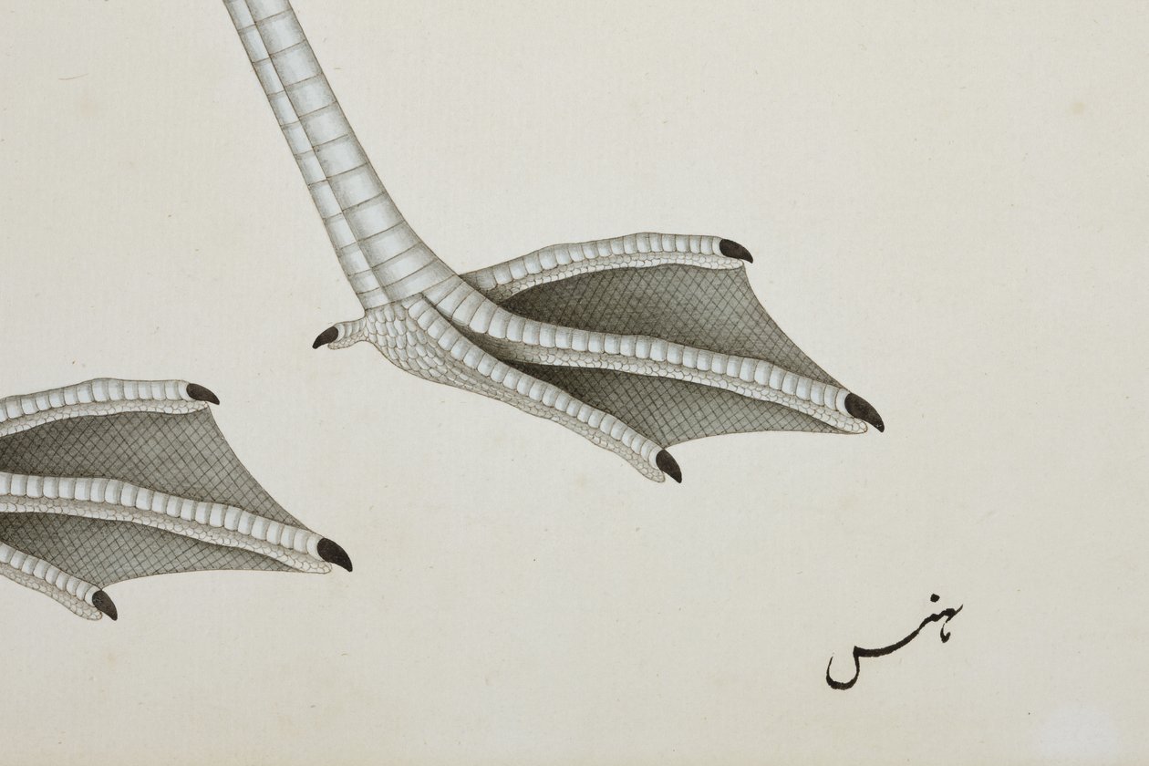 एक राजहंस, विस्तार, c.1780 (कागज पर अपारदर्शी wc) द्वारा इंडियन स्कूल