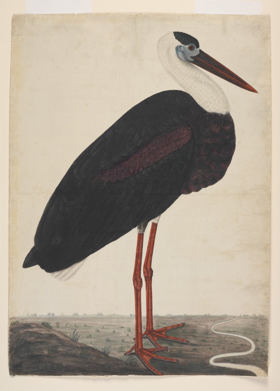 लैंडस्केप में ब्लैक स्टॉर्क, c.1780 (यूरोपीय कागज पर अपारदर्शी जल रंग) द्वारा इंडियन स्कूल