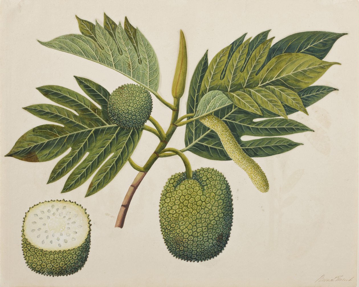 ब्रेडफ्रूट फूल, पत्ते, और फल, c.1820 (कागज पर अपारदर्शी wc) द्वारा इंडियन स्कूल
