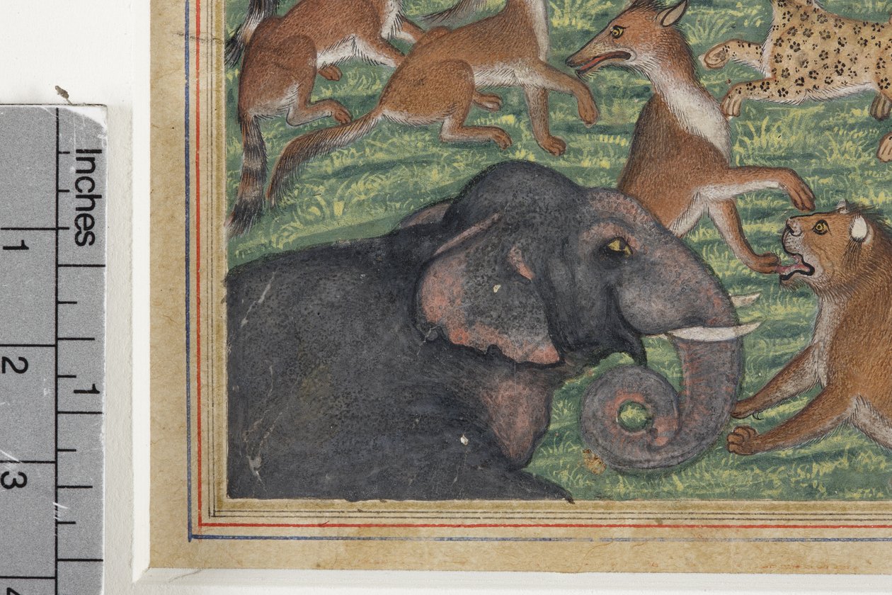 जैकल का विवरण जो खुद को राजा कहते हैं, c.1560-65 (कागज़ पर अपारदर्शी wc और सोना) द्वारा इंडियन स्कूल