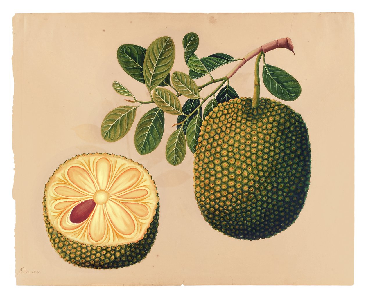 डूरियन फल और पत्ते, c.1815 (कागज पर अपारदर्शी विक) द्वारा इंडियन स्कूल