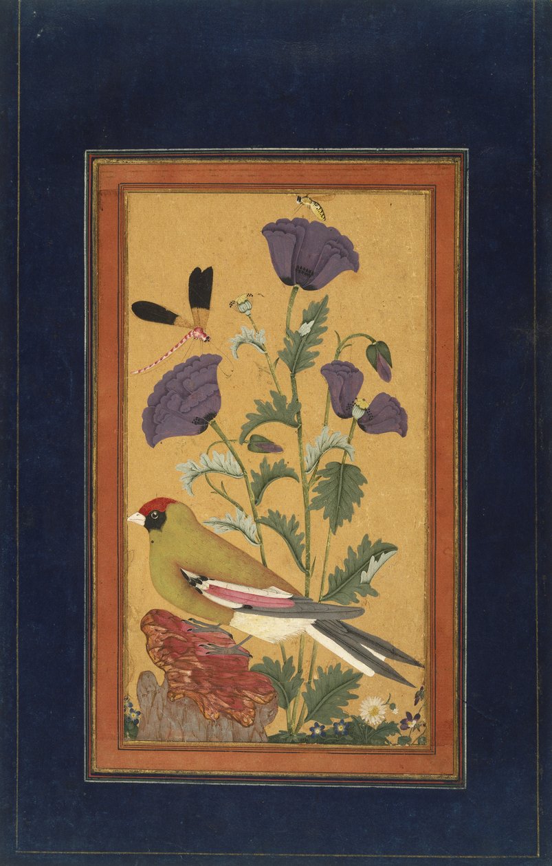 फ़िंच, पोपीज़, ड्रैगनफ्लाई, और बीई, 1650-70 (कागज पर अपारदर्शी wc और सोना) द्वारा इंडियन स्कूल