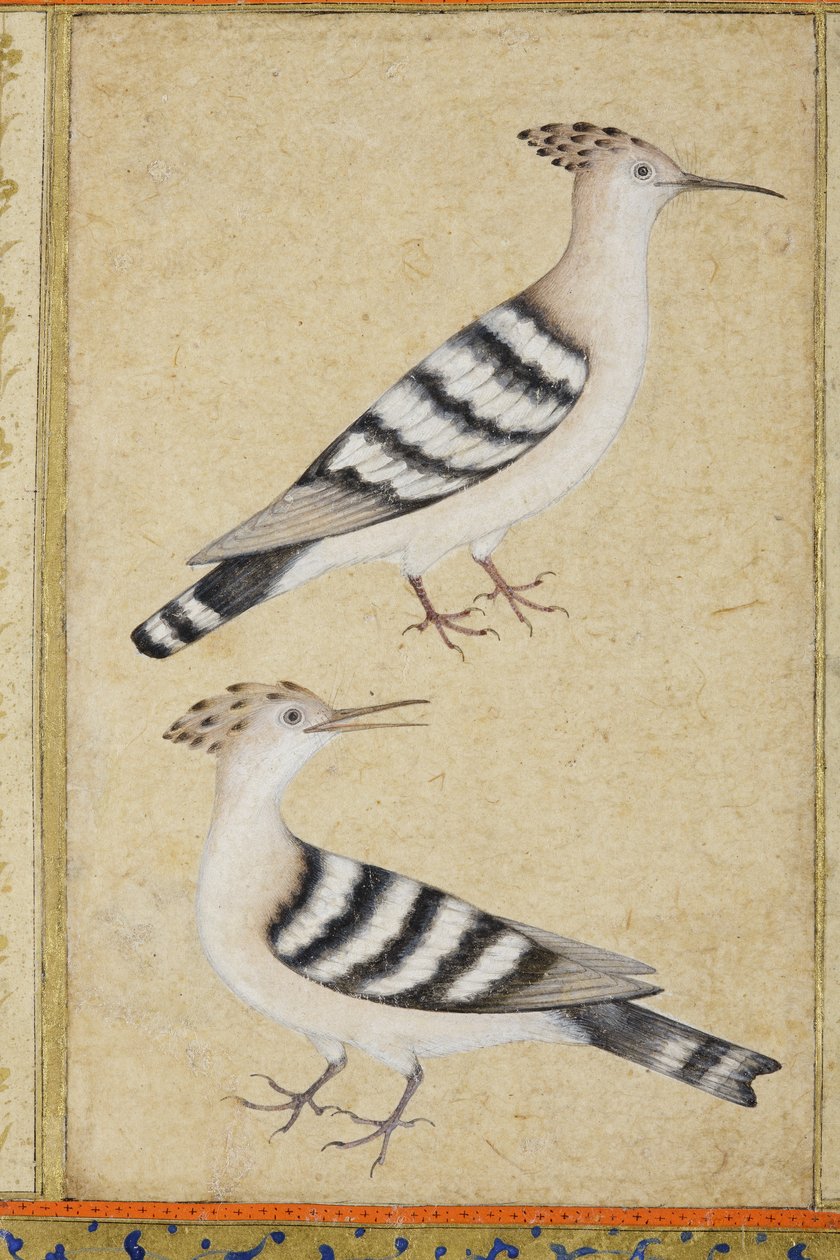 घेरा, c.1590 (कागज पर अपारदर्शी wc और सोना) द्वारा इंडियन स्कूल