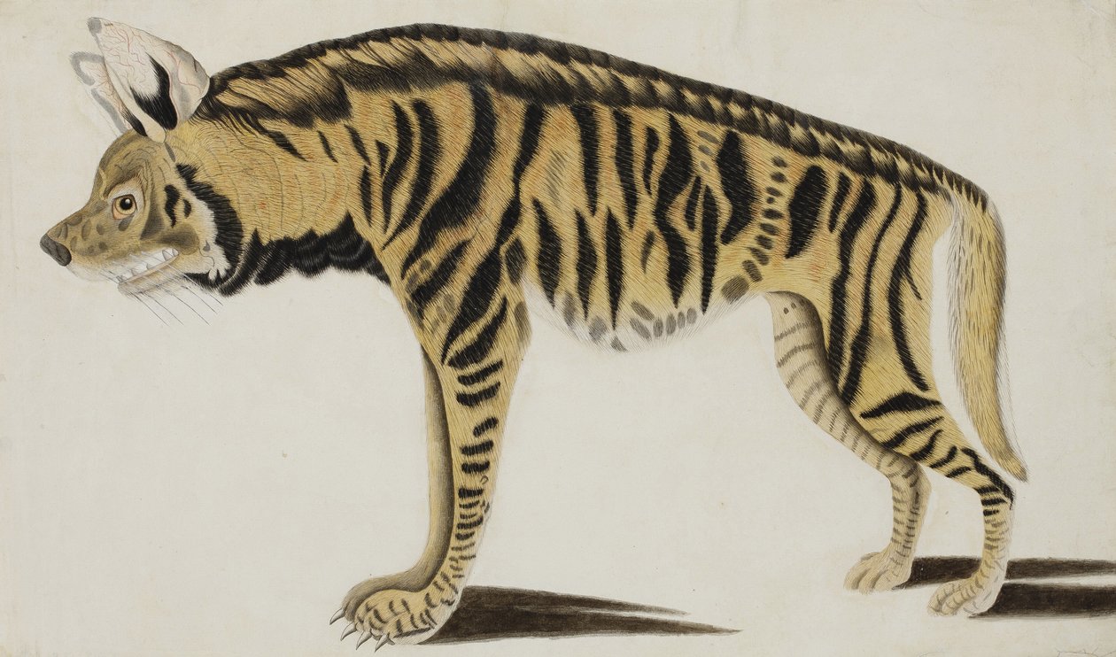 हाइना, 1794 के बाद (कागज पर अपारदर्शी wc) द्वारा इंडियन स्कूल