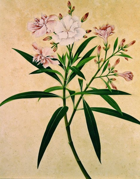 ओलियंडर, c.1840 (गौचे) द्वारा इंडियन स्कूल