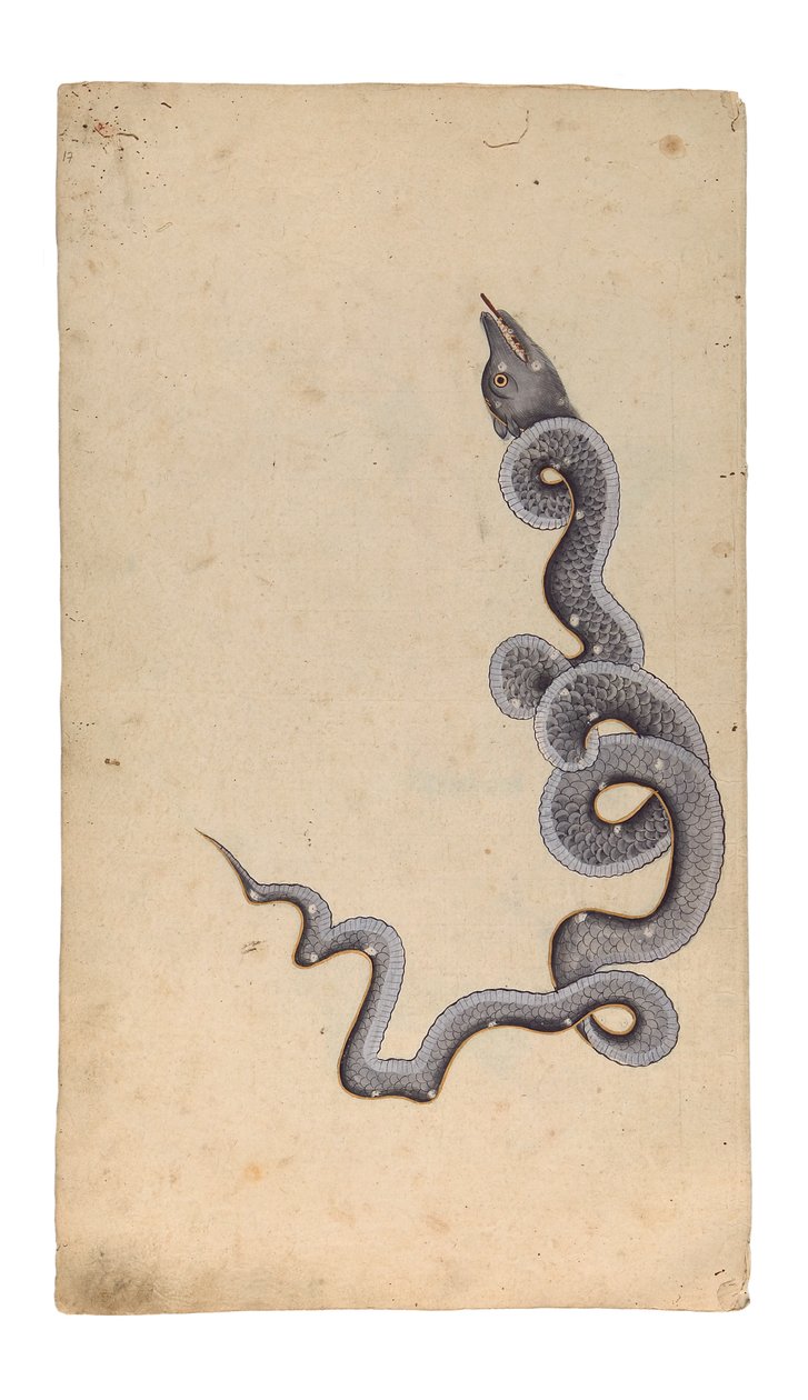 ड्रैगन का नक्षत्र: अल-टिनिन, 1740 (कागज पर अपारदर्शी wc, स्याही और सोना) द्वारा इंडियन स्कूल