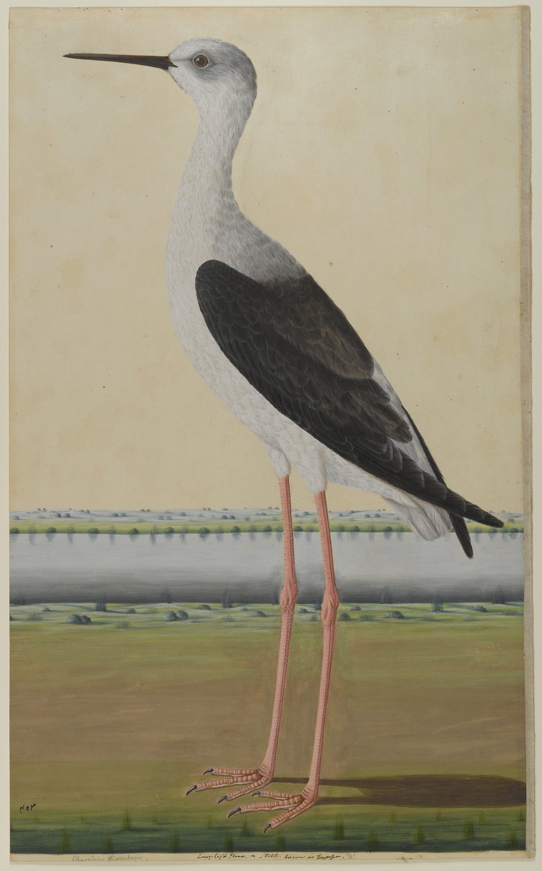 एक परिदृश्य में जल पक्षी, c.1780 (कागज पर अपारदर्शी जल रंग) द्वारा इंडियन स्कूल