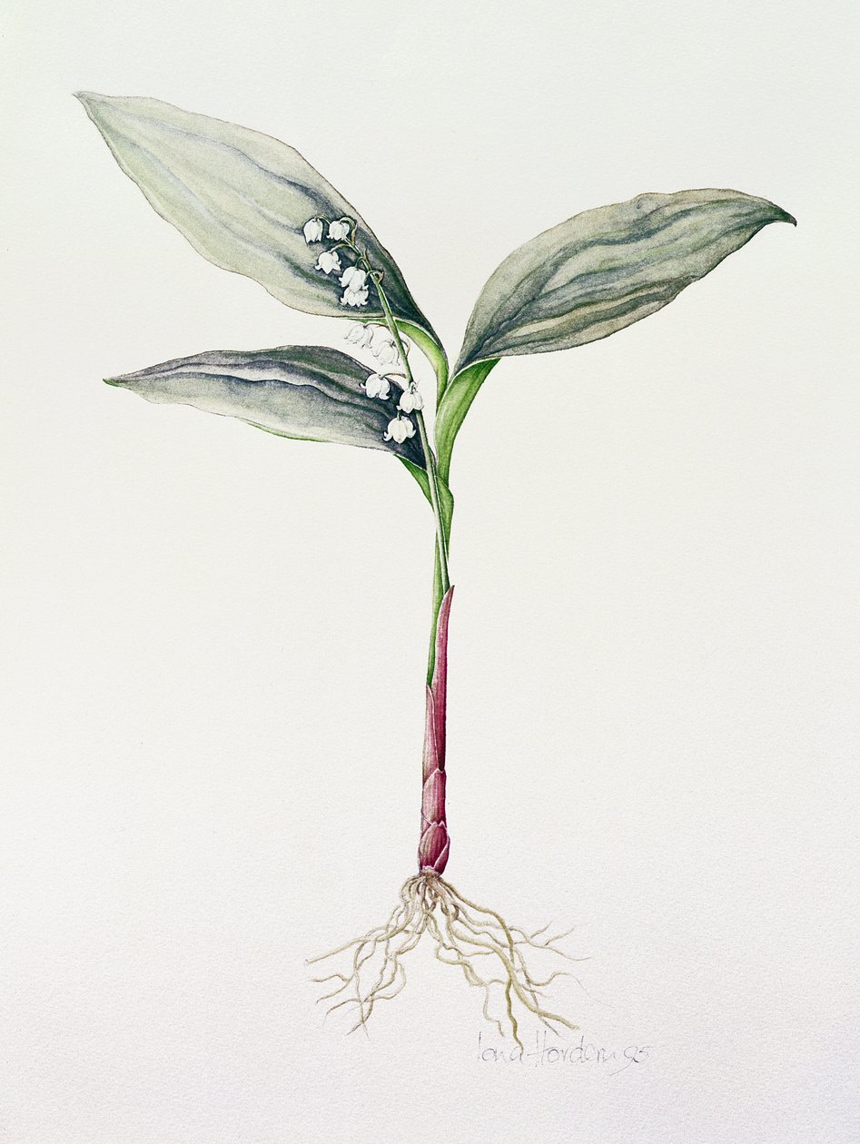 लिली ऑफ द वैली, 1995 (wc) द्वारा Iona Hordern