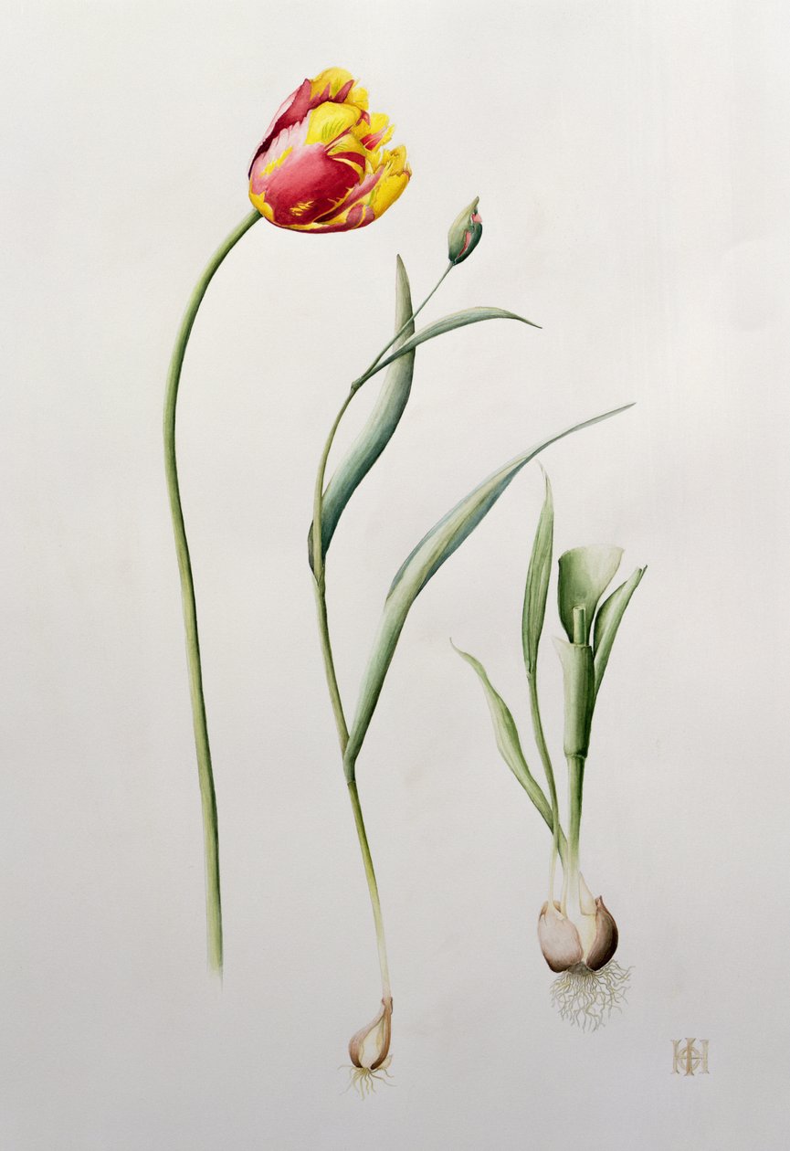 तोता ट्यूलिप, 1995 (wc) द्वारा Iona Hordern