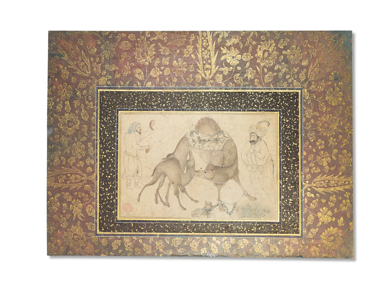 एक ऊंट और उसका बछड़ा, सफ़वीद ईरान, 1650-1700 द्वारा ईरानी स्कूल