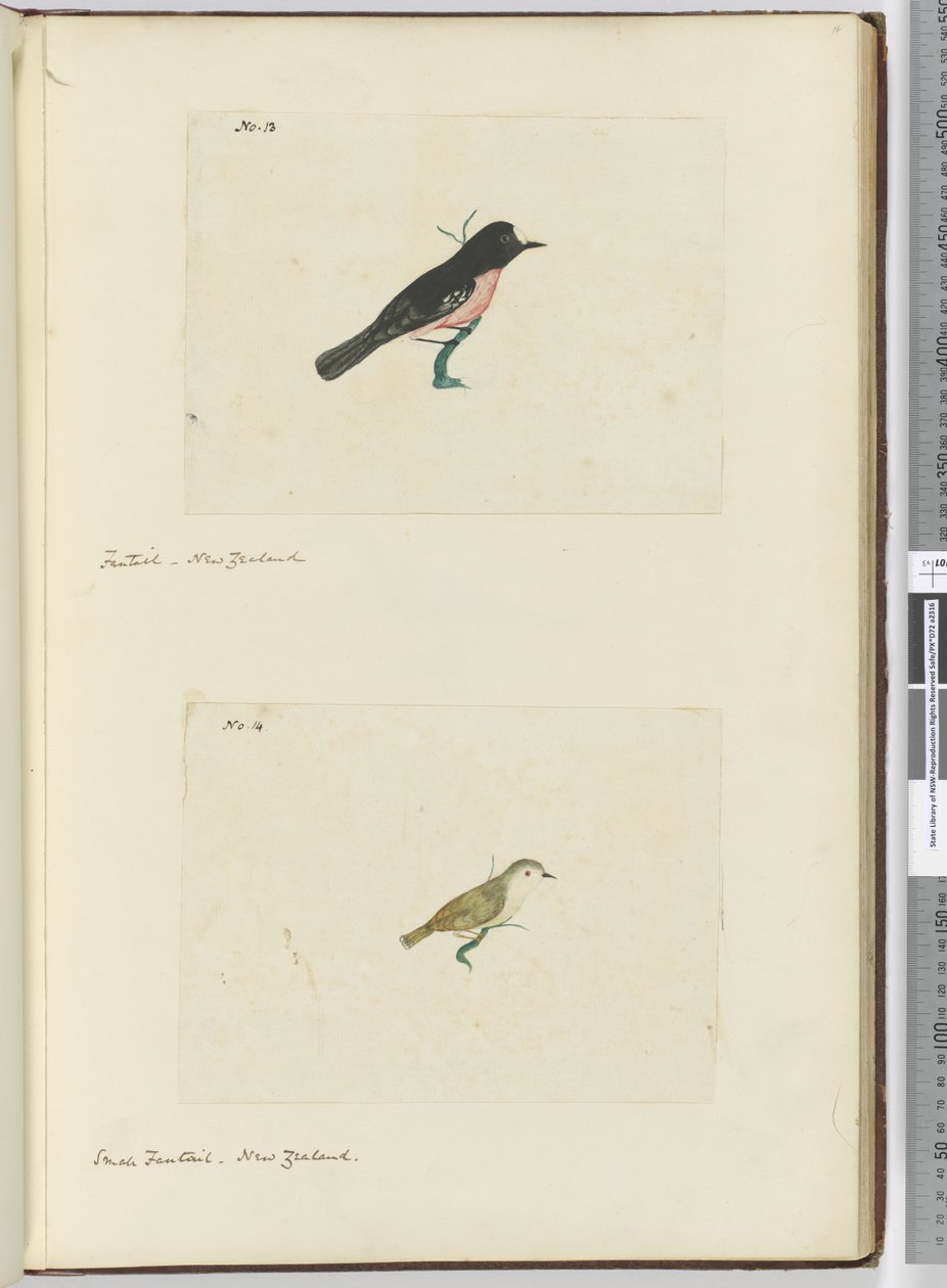 F.13 फैंटेल। न्यूजीलैंड F.14 छोटी कल्पना। न्यूजीलैंड, 1772-75 (wc) द्वारा इसहाक स्मिथ