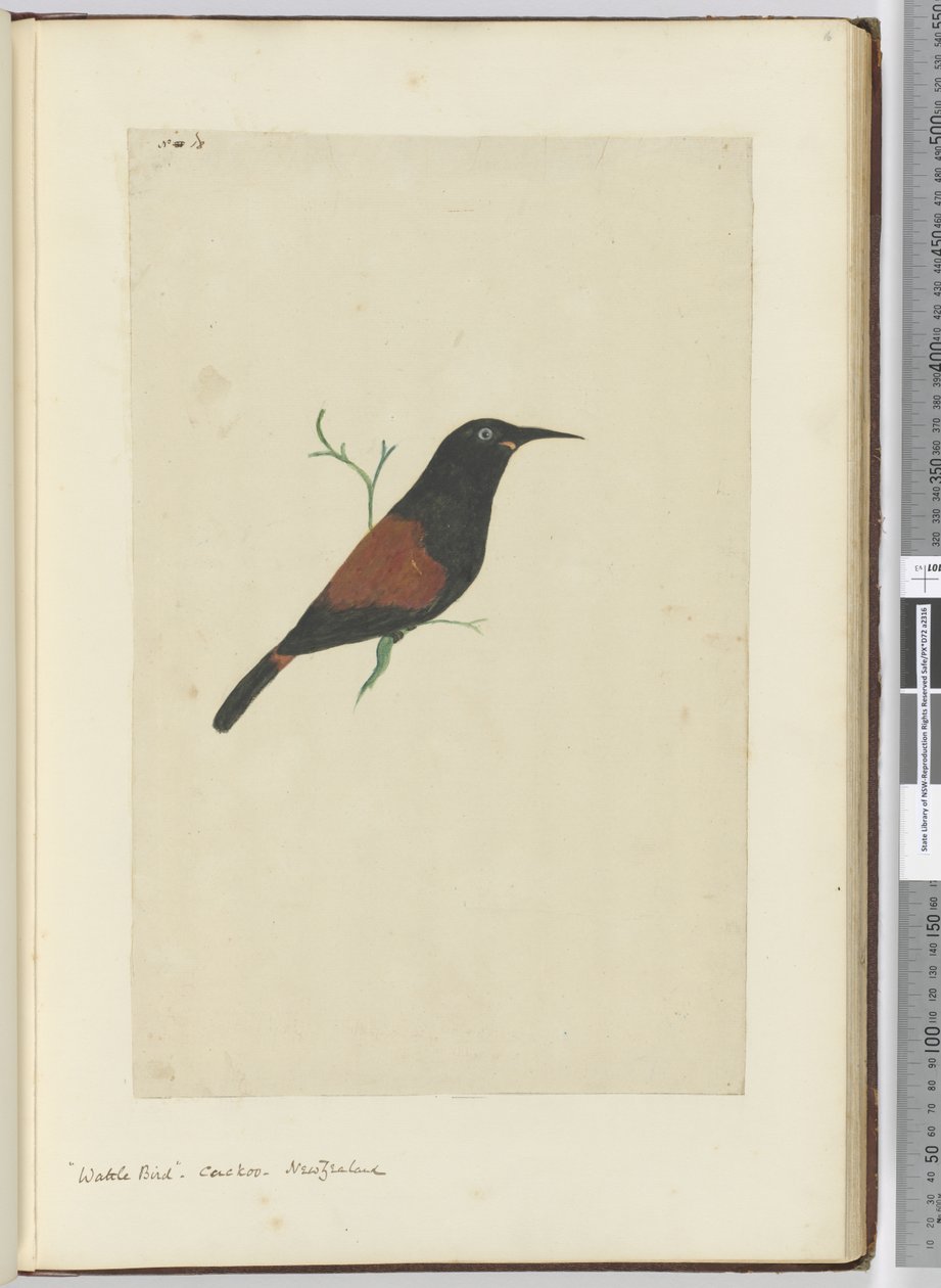 F.18 मवेशी पक्षी। कोयल। न्यूजीलैंड, 1772-75 (wc) द्वारा इसहाक स्मिथ