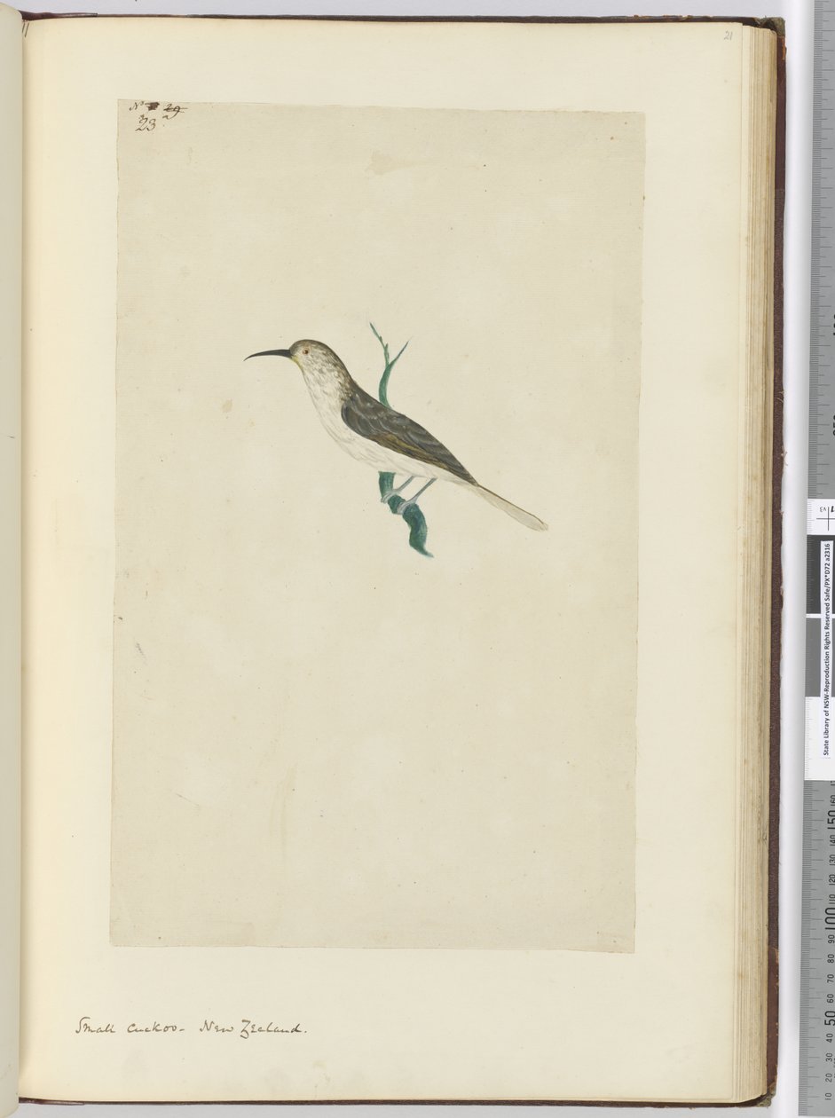 F.23 छोटा कोयल। न्यूजीलैंड, 1772-75 (wc) द्वारा इसहाक स्मिथ
