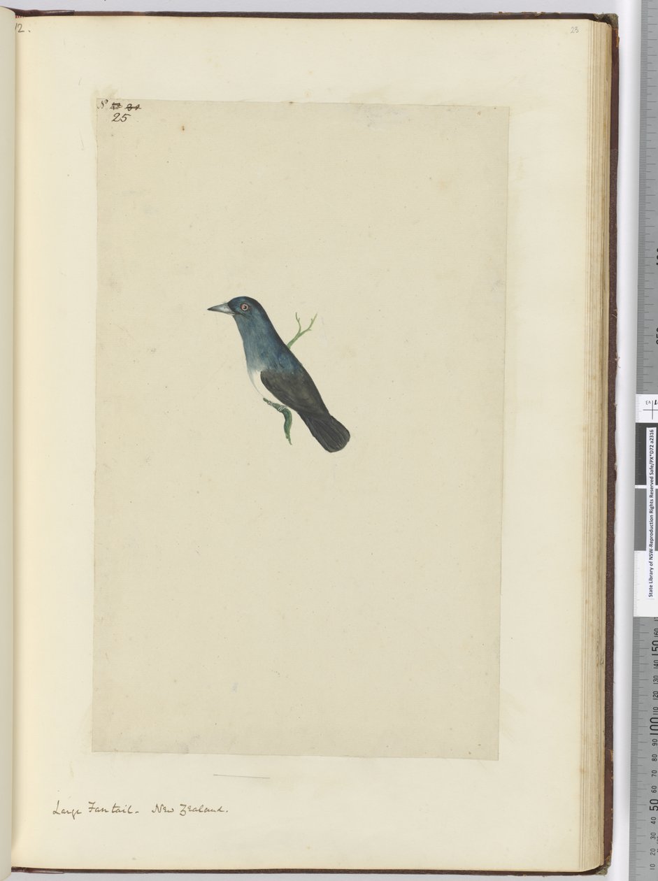 F.25 बड़ी कल्पना। न्यूजीलैंड, 1772-75 (wc) द्वारा इसहाक स्मिथ