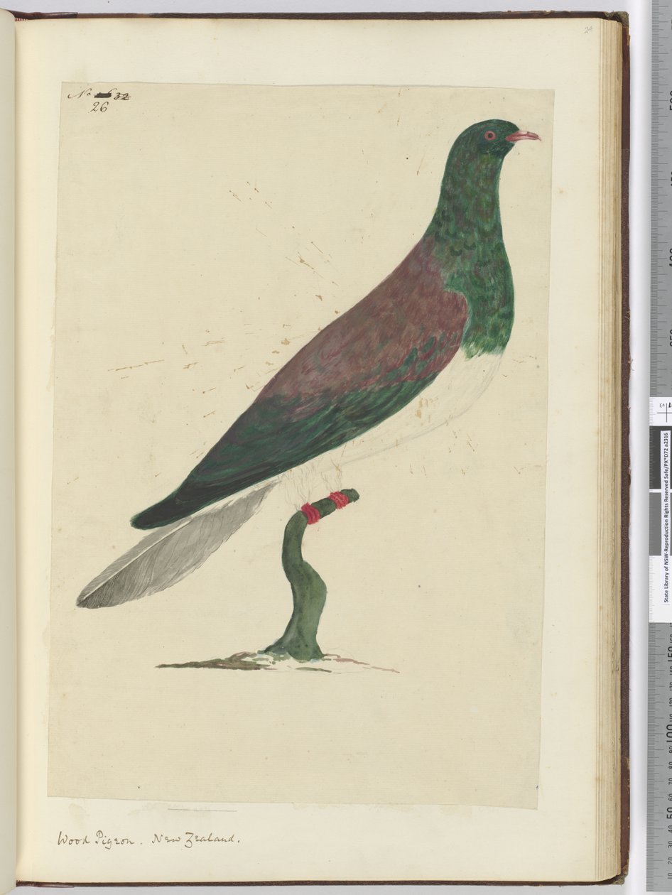 F.26 लकड़ी कबूतर। न्यूजीलैंड, 1772-75 (wc) द्वारा इसहाक स्मिथ