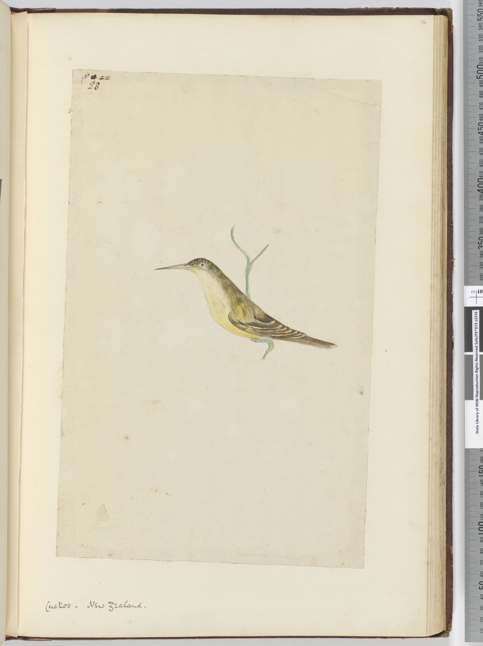 F.28 कोयल। न्यूजीलैंड, 1772-75 (wc) द्वारा इसहाक स्मिथ