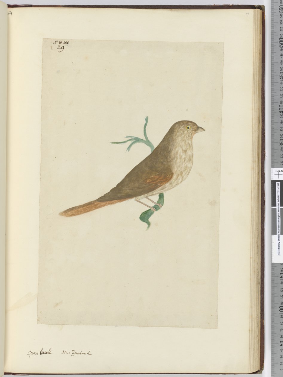 F.29 सकल चोंच। न्यूजीलैंड, 1772-75 (wc) द्वारा इसहाक स्मिथ