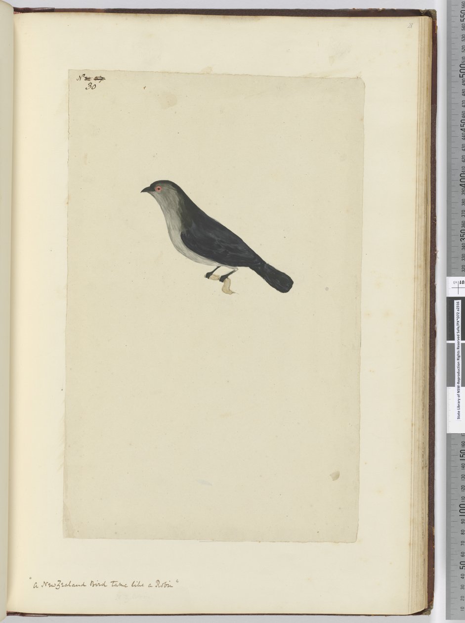 F.30 एक न्यूजीलैंड पक्षी एक रॉबिन की तरह, 1772-75 (wc) द्वारा इसहाक स्मिथ