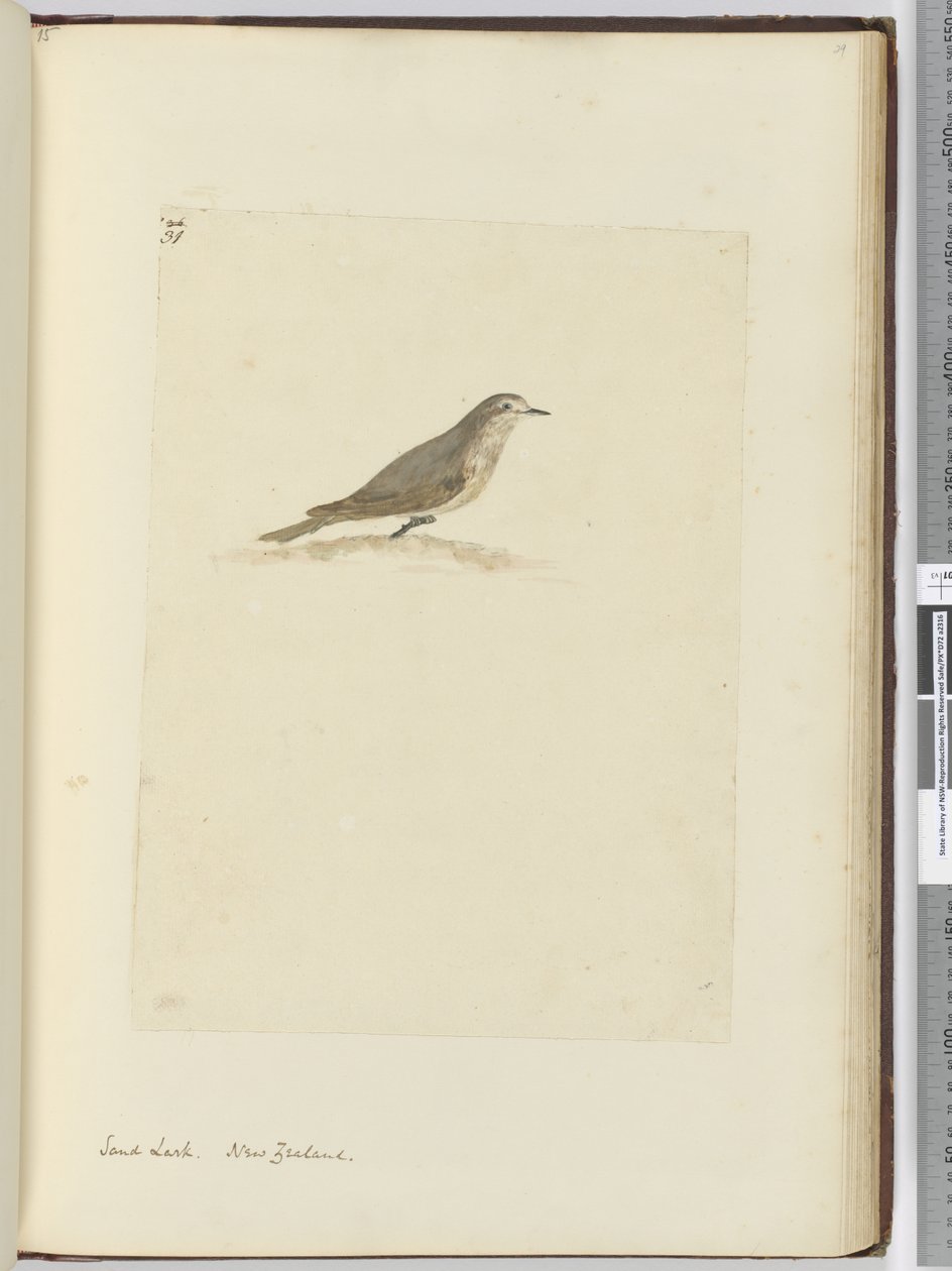 F.31 सैंड लार्क। न्यूजीलैंड, 1772-75 (wc) द्वारा इसहाक स्मिथ