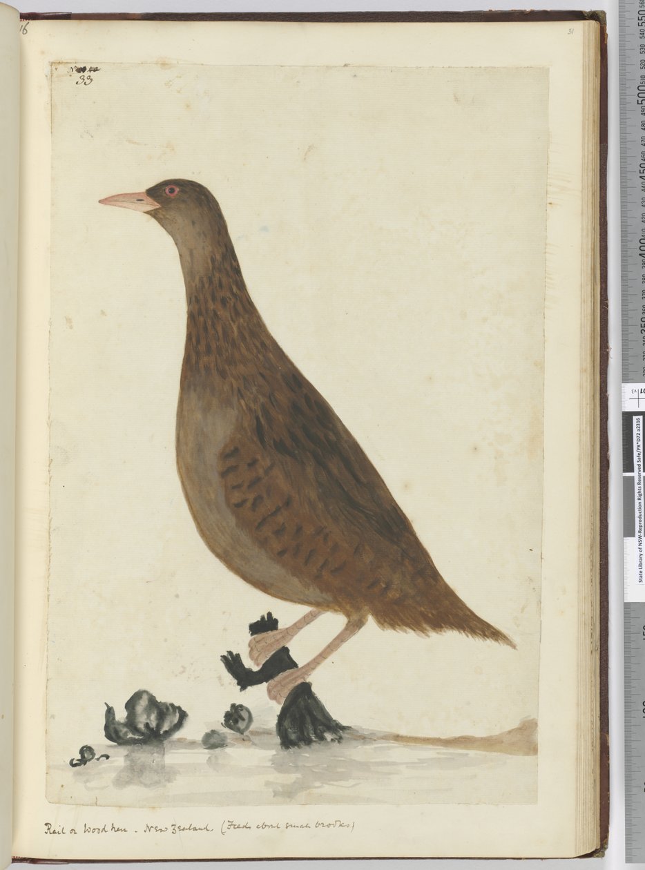 F.33 रेल या लकड़ी मुर्गी। न्यूजीलैंड। (छोटे ब्रोक्स के बारे में फीड), 1772-75 (wc) द्वारा इसहाक स्मिथ