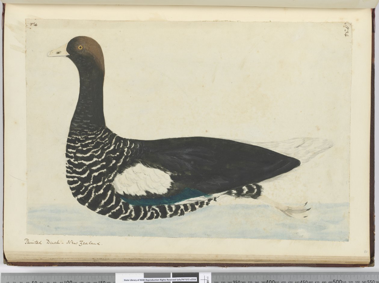 F.34 चित्रित बतख। न्यूजीलैंड, 1772-75 (wc) द्वारा इसहाक स्मिथ