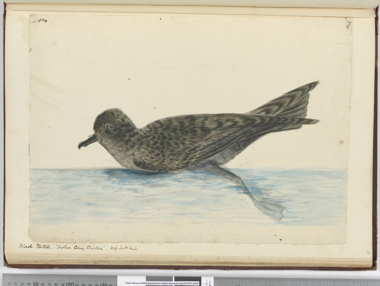F.36 ब्लैक पिंटो। माँ की देखभाल चिकन उच्च दक्षिण अक्षांश। 1772-75 (wc) द्वारा इसहाक स्मिथ