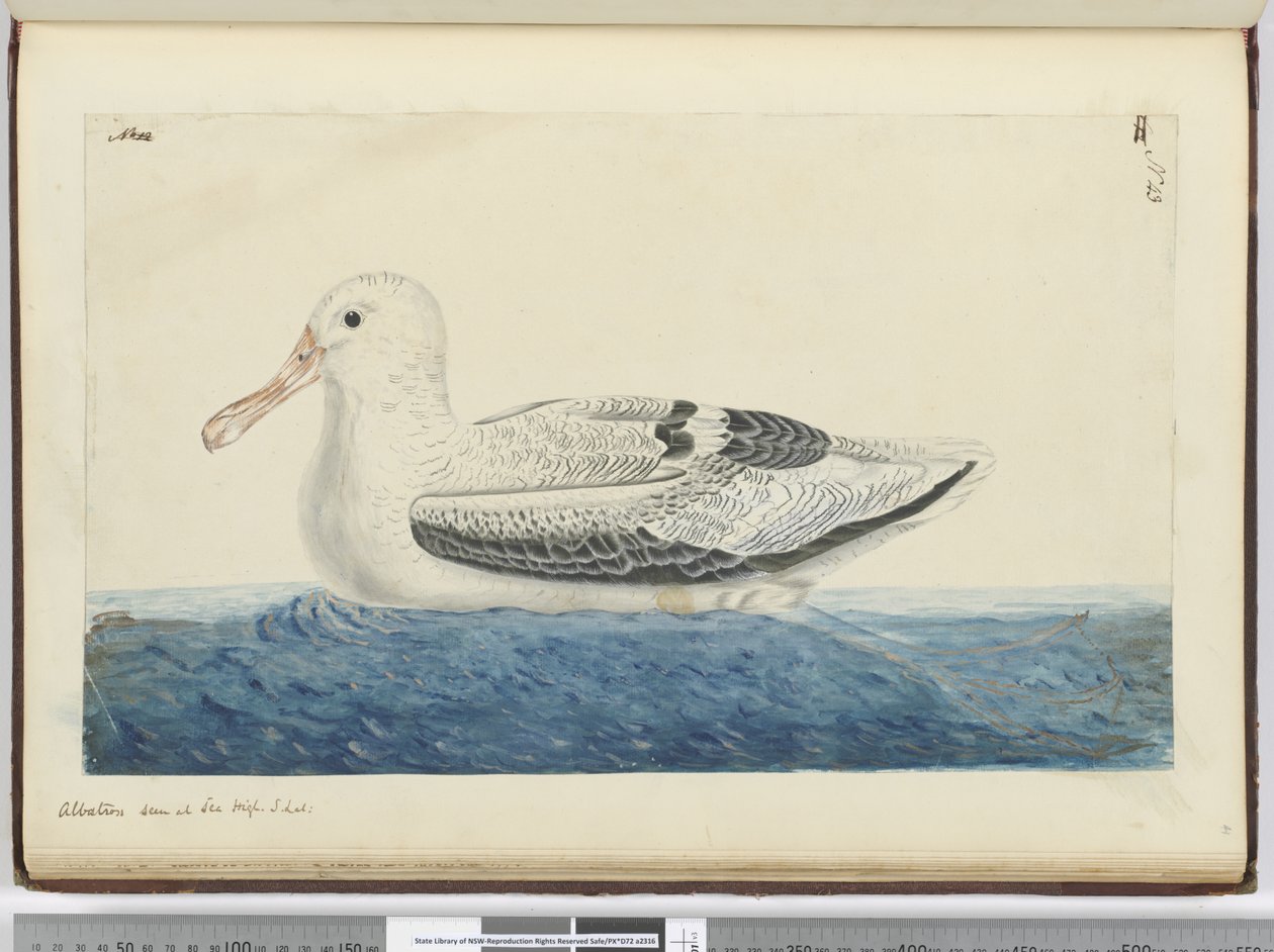 F.43 अल्बाट्रॉस। समुद्र के उच्च तल पर देखा। 1772-75 (wc) द्वारा इसहाक स्मिथ