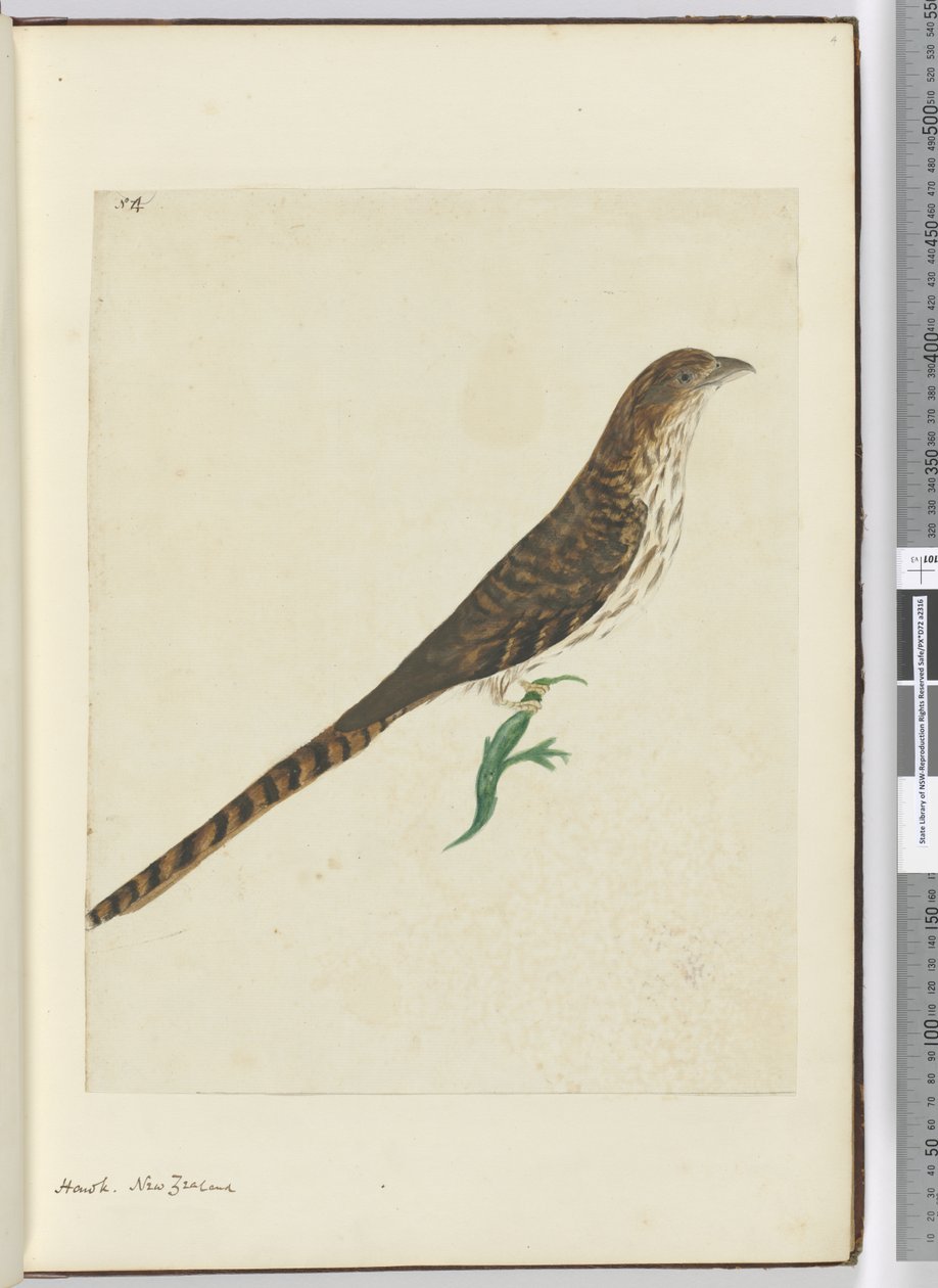 F.4 हॉक। न्यूजीलैंड, 1772-75 (wc) द्वारा इसहाक स्मिथ