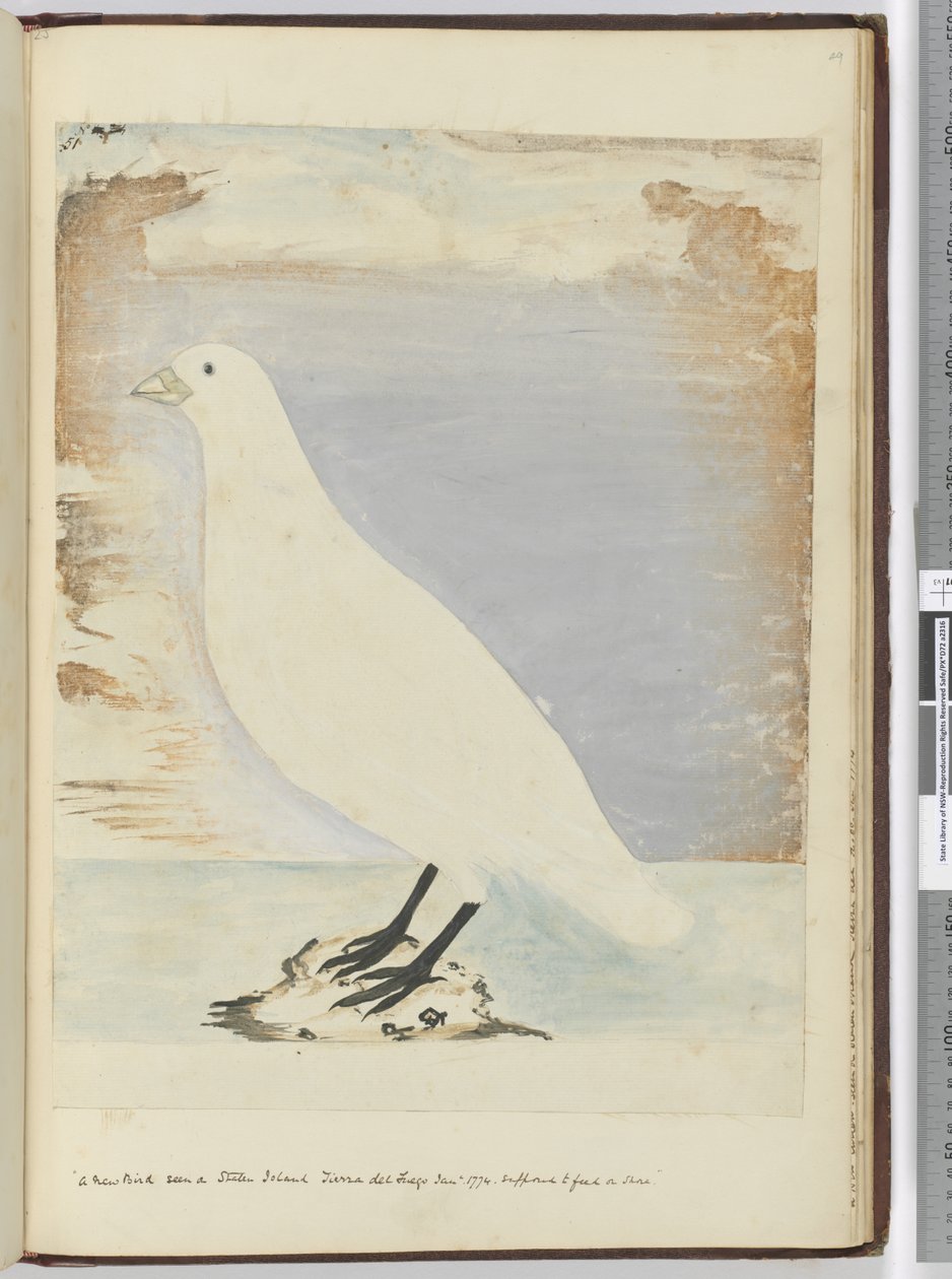 F.51 स्टेटन द्वीप Tierra del Fuego जनवरी 1774 पर देखा गया एक नया पक्षी। किनारे पर खिलाने के लिए माना जाता है, 1772-75 (wc) द्वारा इसहाक स्मिथ