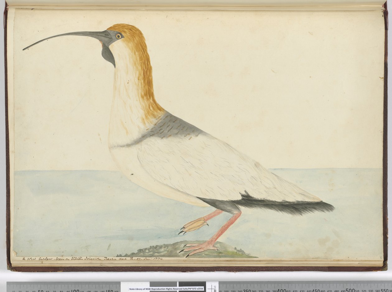F.52 एक नया कर्ल। स्टेटन द्वीप पर देखा गया Tierra del Fuego Jan 1774, 1772-75 (wc) द्वारा इसहाक स्मिथ
