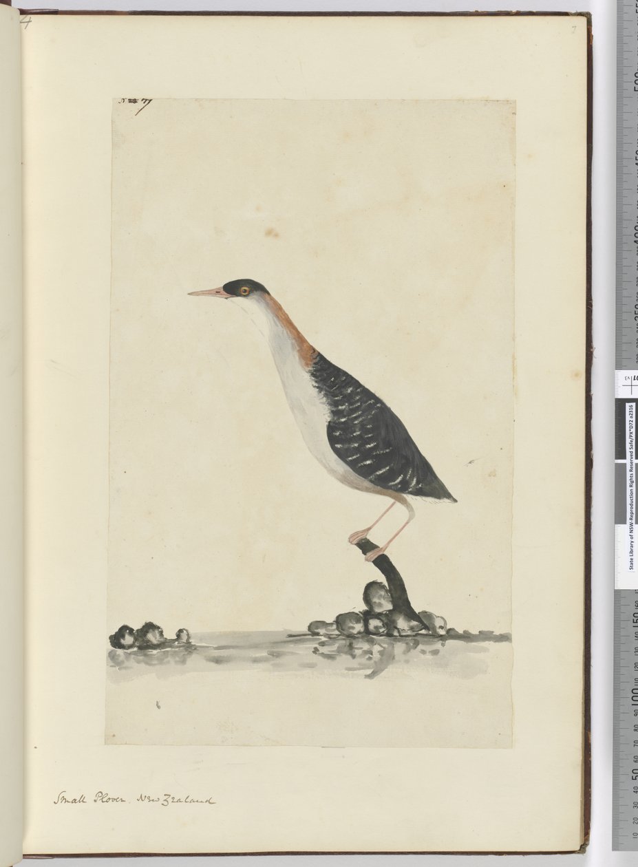 F.7 छोटा तिपतिया घास। न्यूजीलैंड, 1772-75 (wc) द्वारा इसहाक स्मिथ