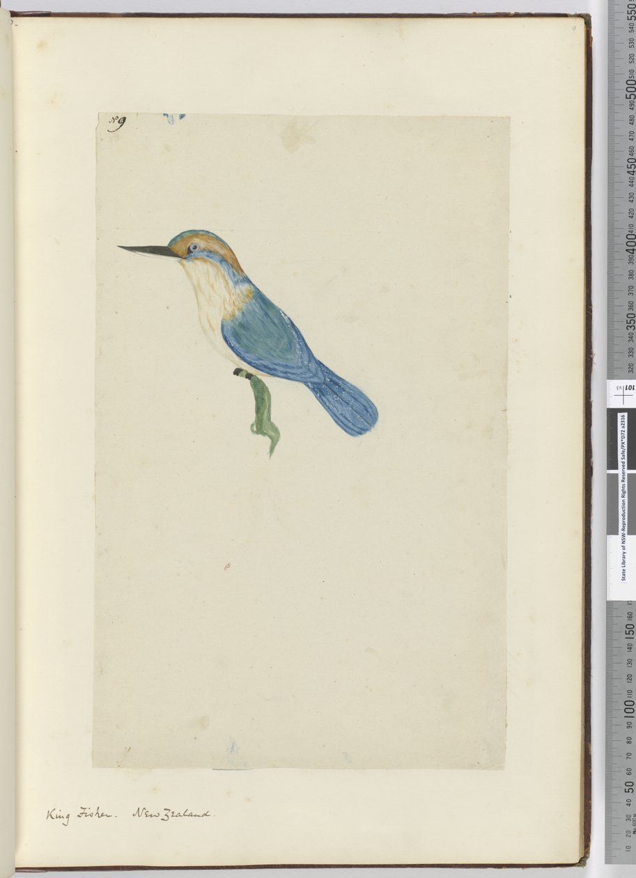 F.9 किंग फिशर। न्यूजीलैंड, 1772-75 (wc) द्वारा इसहाक स्मिथ