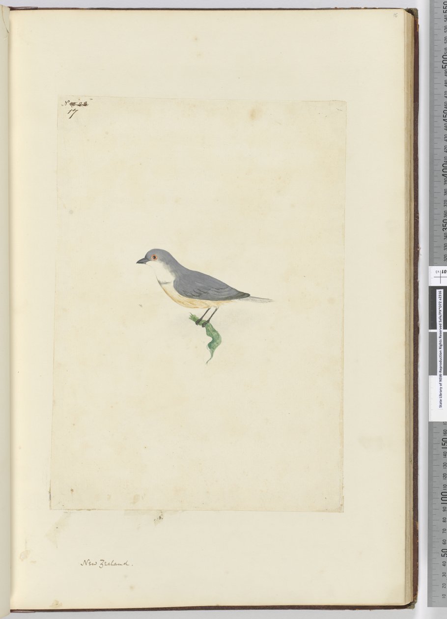 f.17 अज्ञात न्यूजीलैंड पक्षी, 1772-75 (wc) द्वारा इसहाक स्मिथ