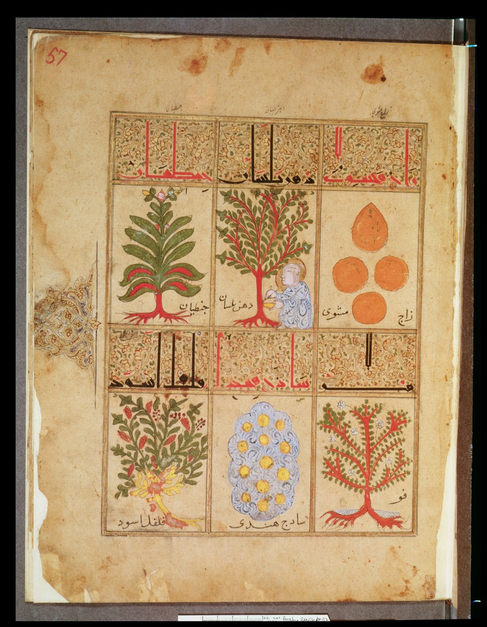 गेलन, 1217 के बाद चिकित्सा के उपचार से सुश्री अराबे 2964 fol.57 चिकित्सकीय पौधों द्वारा इस्लामी स्कूल