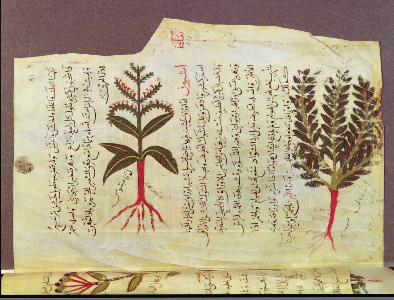 सुश्री अर्बे 4947 fol.84, 13 वीं शताब्दी के डायोस्कोराइड के एक ग्रंथ से पौधे द्वारा इस्लामी स्कूल