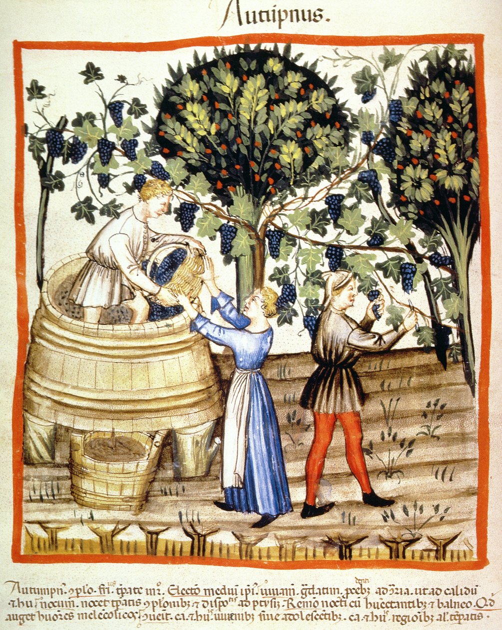 Fol.54v शरद ऋतु: अंगूर हार्वेस्ट, Tacuinum Santiatis कोडेक्स Vindobonensis से चित्रण द्वारा इतालवी स्कूल