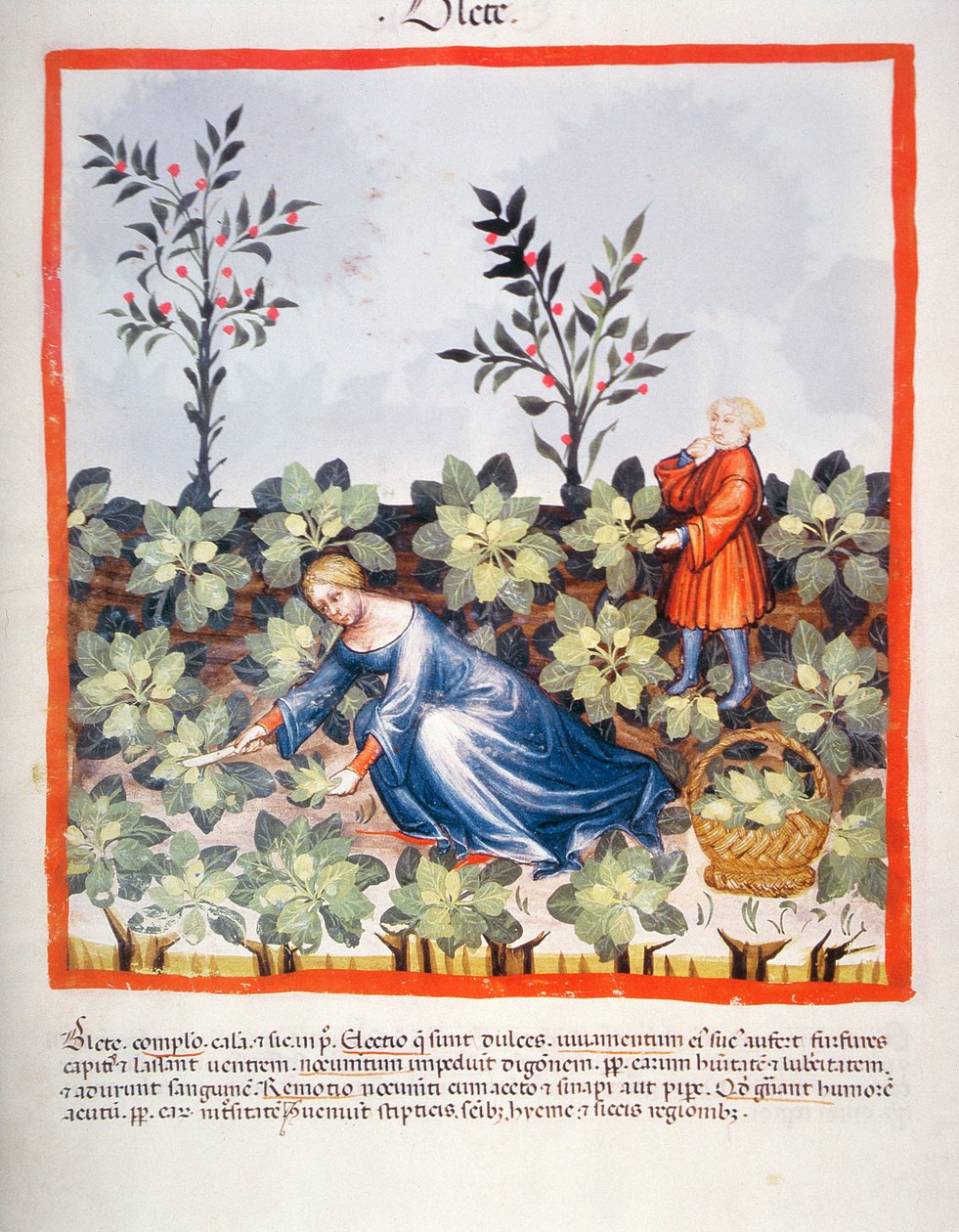 2644 चीनी कटाई fol.27r नई स्वस्थ Tacuinum से छोड़ देते हैं, द्वारा इतालवी स्कूल