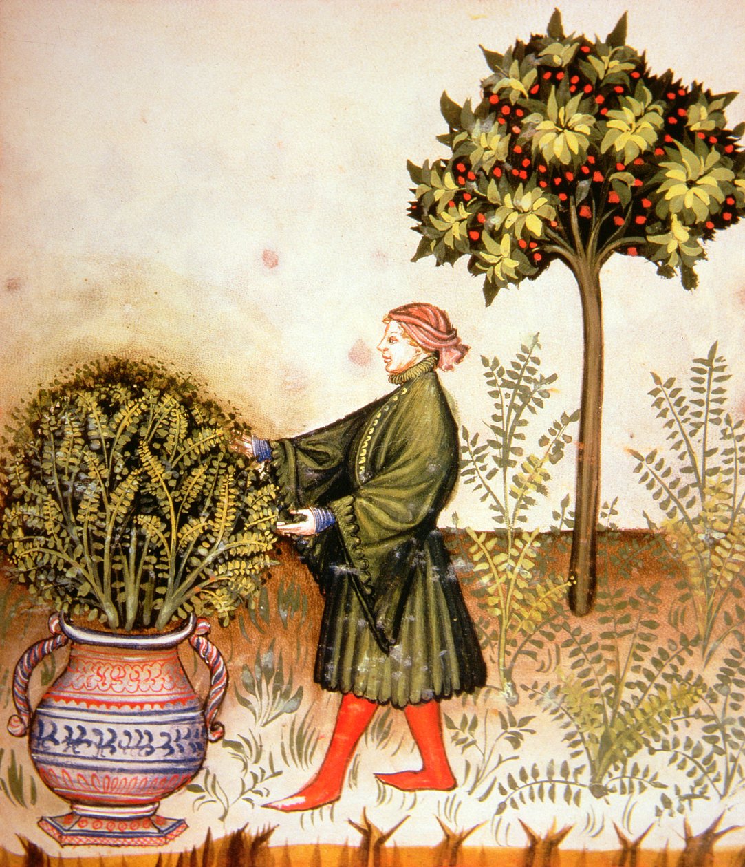 नई 2644 Fol.31 स्वस्थ Tacuinum से तुलसी काटना द्वारा इतालवी स्कूल