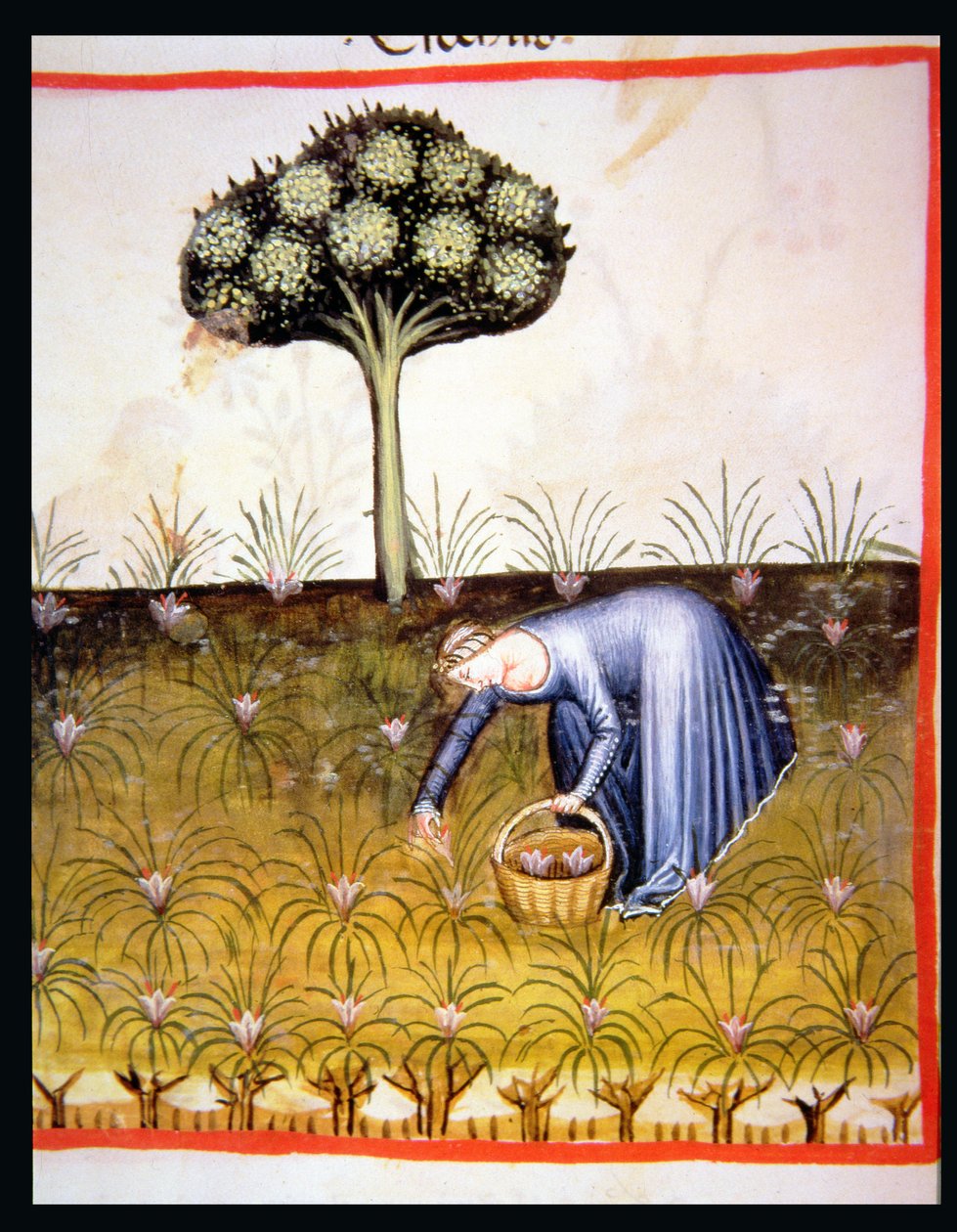 नई 2644 सभा Violets fol.39r, स्वस्थ Tacuinum से द्वारा इतालवी स्कूल