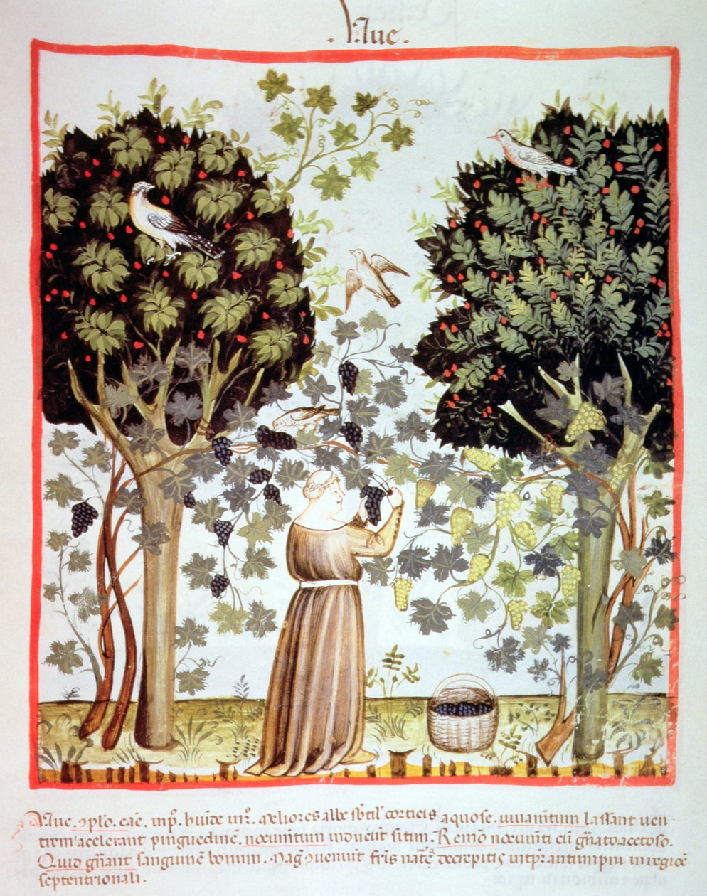 नई 2644 फसल काटने वाले अंगूर fol.5r, स्वस्थ Tacuinum द्वारा इतालवी स्कूल