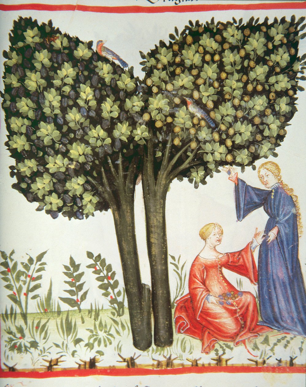 नई 2644 fol.6r चुनने प्लम, Tacuinum स्वस्थ कोडेक्स द्वारा इतालवी स्कूल