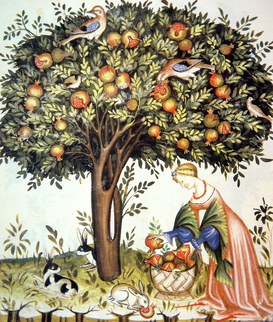 नई 2644 fol.7v सभा कड़वा अनार, स्वस्थ Tacuinum से द्वारा इतालवी स्कूल