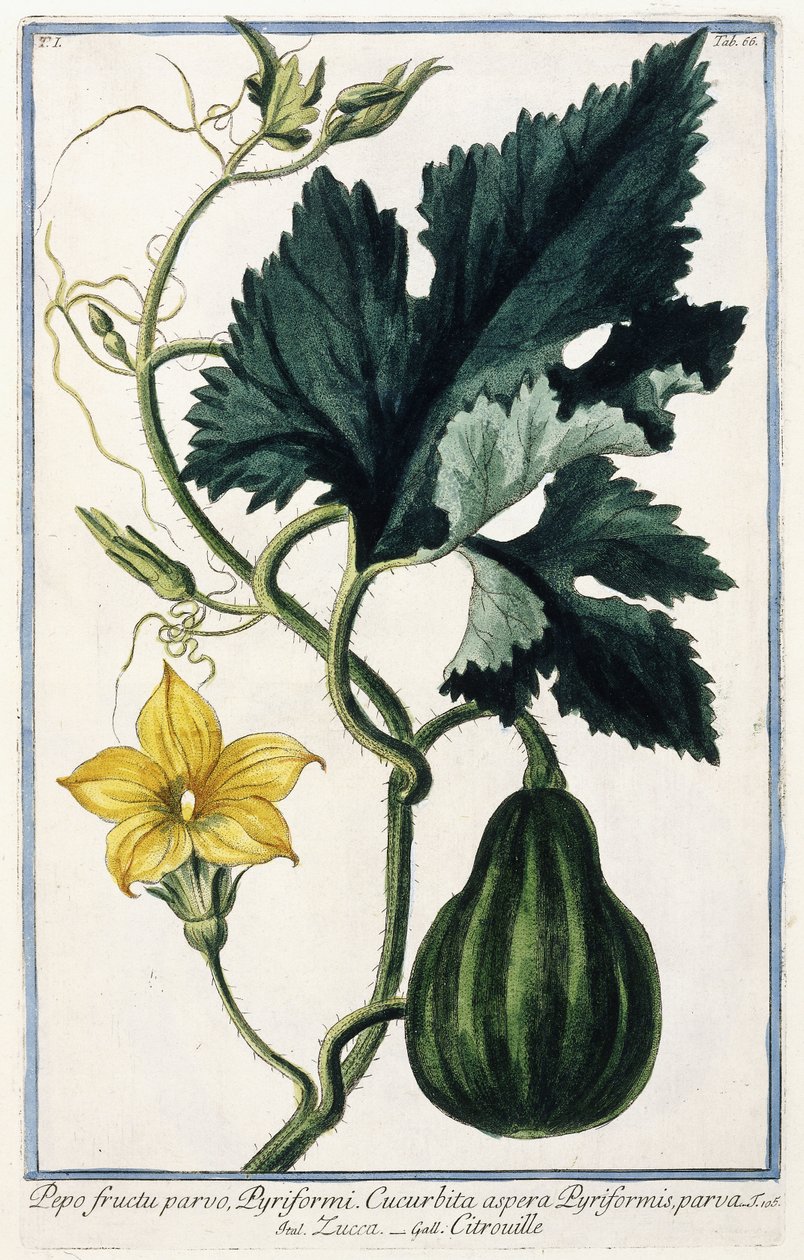 एक कद्दू, 1772-1784 द्वारा इतालवी स्कूल