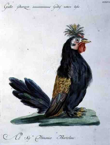 कॉकरेल, c.1767-76 (हाथ के रंग का उत्कीर्णन) द्वारा इतालवी स्कूल