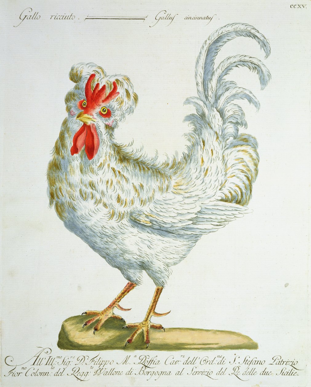 घुंघराले बालों वाला कॉकरेल, c.1767-76 (हाथ के रंग का उत्कीर्णन) द्वारा इतालवी स्कूल