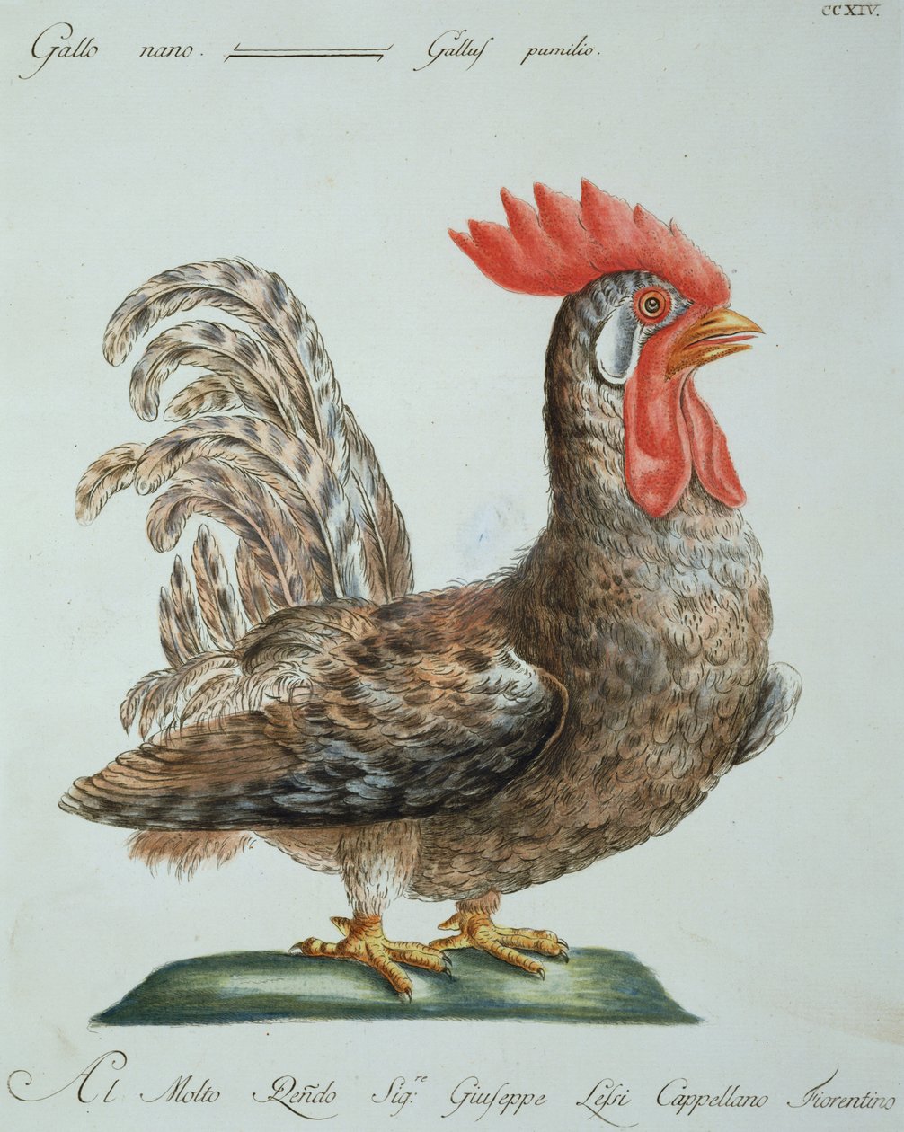 बौना कॉकरेल, c.1767-76 (हाथ के रंगीन उत्कीर्णन) द्वारा इतालवी स्कूल