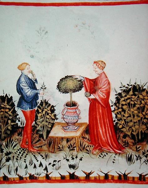 Fol.39v बेसिलिकम क्यूरेटम को इकट्ठा करना, 'टैकुइनम सैंटियाटिस कोडेक्स विंडोबोनेंसिस' (वेल्लम) से चित्रण द्वारा इतालवी स्कूल
