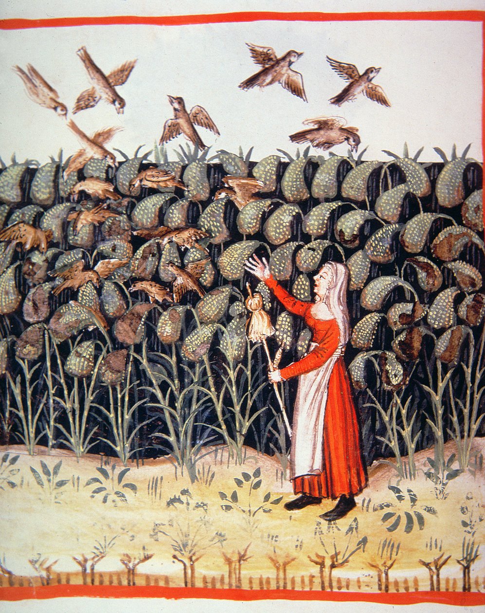 Fol.47 v बाजरा, Tacuinum Santiatis कोडेक्स Vindobonensis से चित्रण द्वारा इतालवी स्कूल