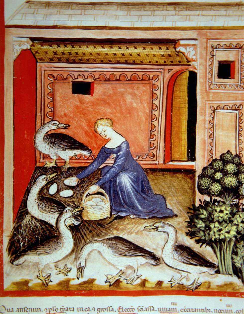 Fol.66r रियर गीज़, टैकुइनम सैंटियाटिस कोडेक्स विंडोबोनेंसिस से चित्रण द्वारा इतालवी स्कूल