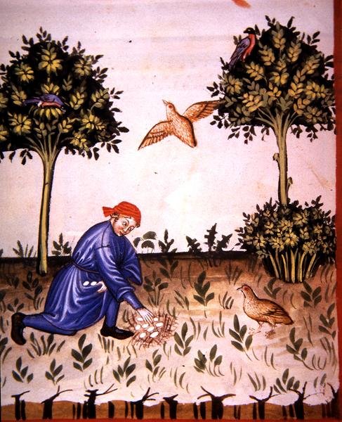 Fol.66v तीतर के अंडे एकत्र करना, 'टैकुइनम सैंटियाटिस कोडेक्स विंडोबोनेंसिस' (वेल्लम) से चित्रण द्वारा इतालवी स्कूल